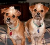 Our Terrier Twins