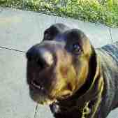 Bandit, Ambassador for Big Black Dogs