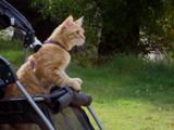 Jerry, our camping cat