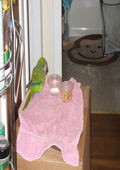 Quaker Monk Parrot flew into our lives!