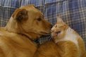 Who says dogs and cats don't get along?