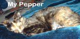 My Pepper