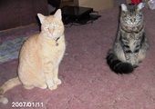 Our FurKids Buffy and Peaches