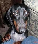 Slinky - Our Loveable Weiner Dog