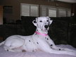 Kiya our Beautiful Rescued Dalmation