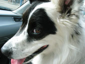 Border Collie Mixes It Up