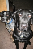 My Handsome Grand Dogs