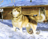 An Avalanche of Malamute