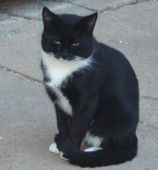 Tuxedo Tom