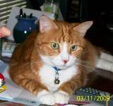 orphan annie rescue orphan annie rescue