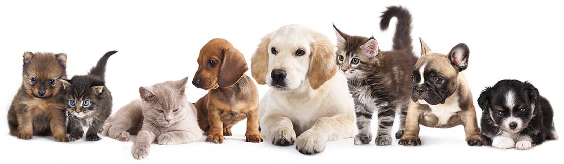 The Animal Rescue Site | Click to Feed Rescue Animals