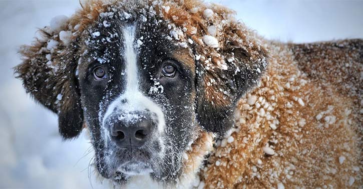 Dog With Cancer Gets To Roll In The Snow One Last Time Thanks To Local Ice Rink