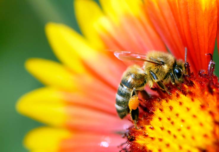 Campaign to Save Earth's Honey Bees!