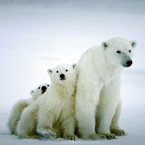 Polar Bears Are Facing Extinction, Not Just 'Vulnerability'