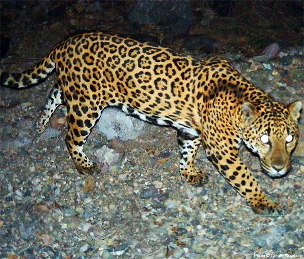 Protecting predator cats in Sonora, Mexico