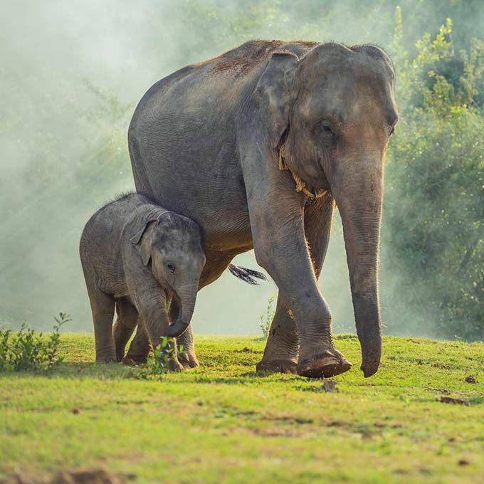 Rescuing Thailand’s Working Elephants